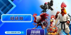 Đá Gà 88 - 250+ Trận Live Chất Lượng Hàng Đầu Đông Nam Á