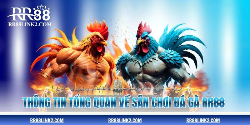 Thông tin tổng quan về sân chơi đá gà RR88