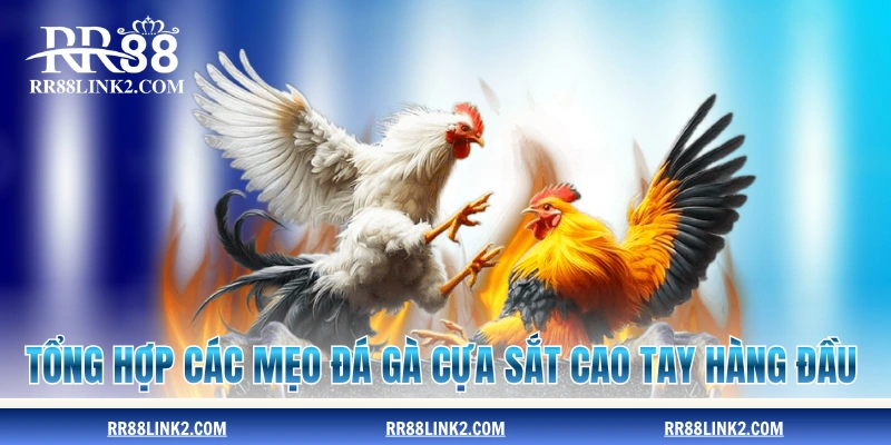 Tổng hợp các mẹo đá gà cựa sắt cao tay hàng đầu